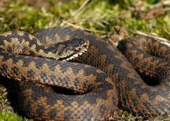 В Ивано-Франковской области семь человек попали в больницы из-за укусов змей