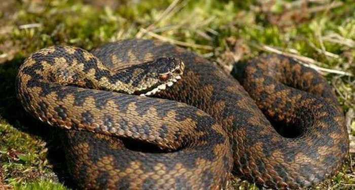 В Ивано-Франковской области семь человек попали в больницы из-за укусов змей