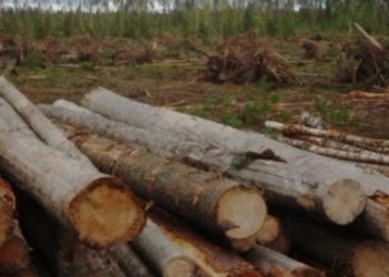 Россия собирается ограничить объемы торговли лесом с Финляндией