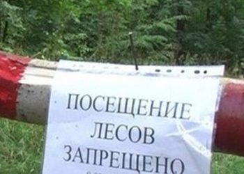 Белорусские власти сняли запрет на посещение лесов