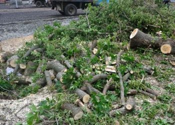 Ураган в Волынской области повалил 50 деревьев и травмировал 7 человек