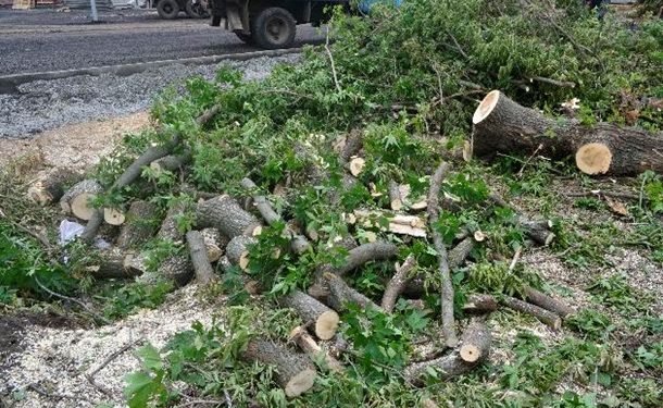 Ураган в Волынской области повалил 50 деревьев и травмировал 7 человек