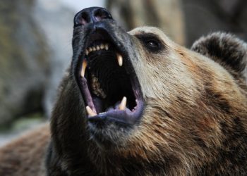 В Иркутской области собака помогла хозяйке спастись от медведя