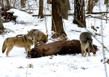 Чернобыльская зона превратилась в заповедник с редкими животными