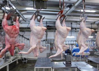 В Россию запретили ввоз мяса птицы из Турции