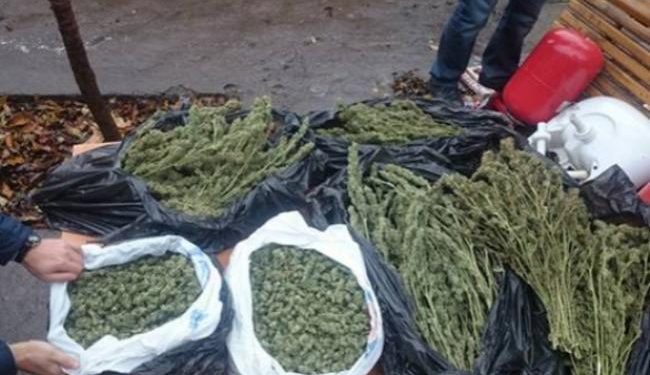 В Запорожье мужчина вырастил марихуаны на 1 млн гривен