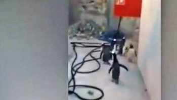 В Дании пингвины пытались совершить побег из зоопарка