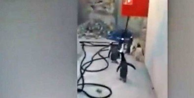 В Дании пингвины пытались совершить побег из зоопарка