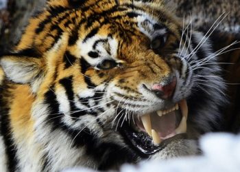 В Приморье охотник пострадал в результате нападения тигра
