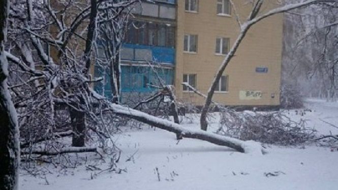 В Харьковской области дерево убило женщину
