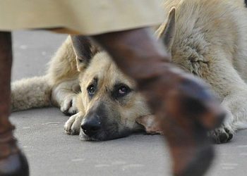 В Херсоне бездомные собаки бросаются на прохожих