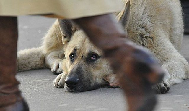 В Херсоне бездомные собаки бросаются на прохожих