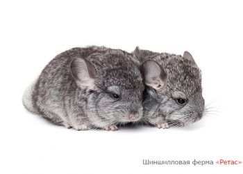 Статья о шиншилле