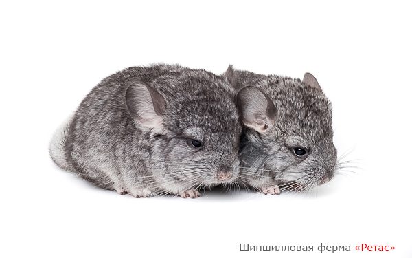 Статья о шиншилле