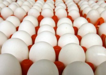 Израиль из-за сальмонеллы остановил импорт украинских яиц