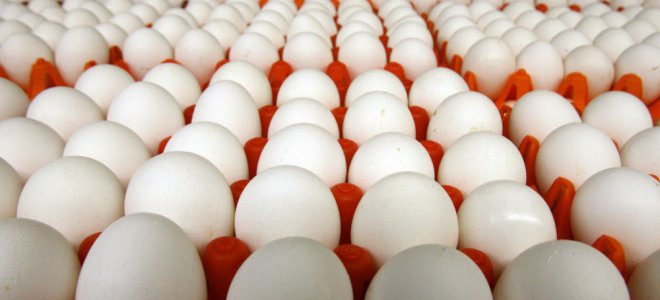 Израиль из-за сальмонеллы остановил импорт украинских яиц