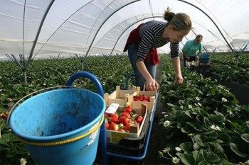 На заработки в Польшу уехало около миллиона граждан Украины