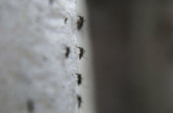 Вирус Зика добрался до Португалии, Финляндии и Германии
