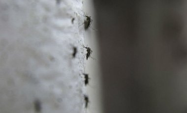 Вирус Зика добрался до Португалии, Финляндии и Германии
