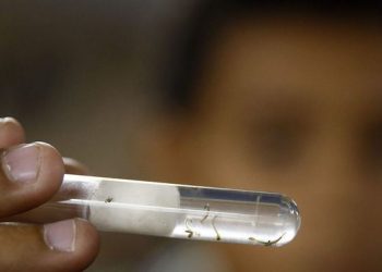 Во Франции зафиксировали первый случай передачи вируса Зика половым путем