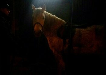 Харьковские «копы» задержали пьяного мужчины, который пытался ускакать на коне