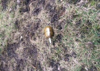 В Ровно возле частного дома нашли гранату