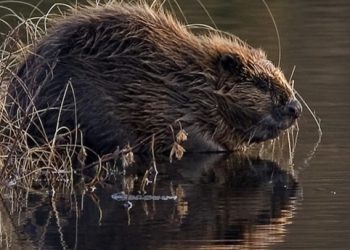 В Латвии бобр напал на мужчину