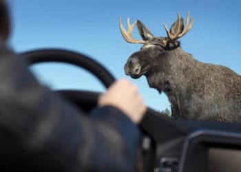 В Житомирской области лось спровоцировал тройную аварию
