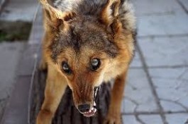 В Закарпатской области пес едва не порвал на куски ребенка