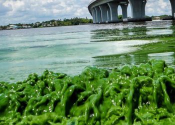 В США ввели режим ЧП из-за токсичных водорослей