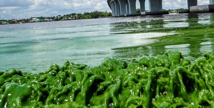 В США ввели режим ЧП из-за токсичных водорослей