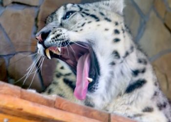 В Николаевском зоопарке отравили снежного барса и пуму