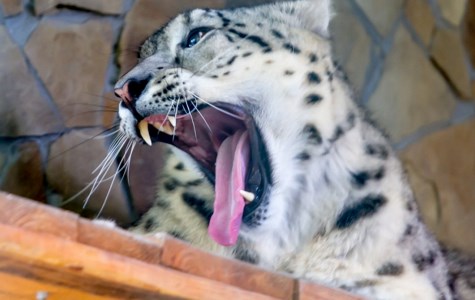 В Николаевском зоопарке отравили снежного барса и пуму