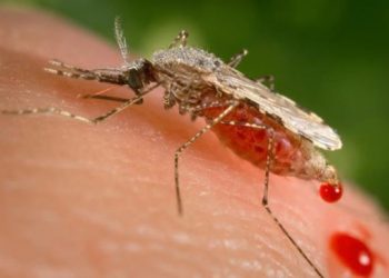 В Греции приостановлен прием донорской крови из-за малярии