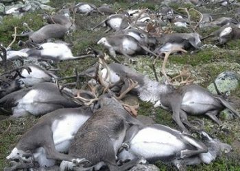 В Норвегии свыше трех сотен оленей убиты ударом молнии