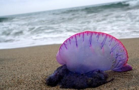 Нашествие физалий в Таиланде: закрыт уже 4-й пляж
