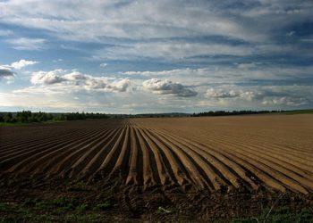 В Беларуси во время уборки картофеля погибла 13-летняя школьница