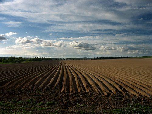 В Беларуси во время уборки картофеля погибла 13-летняя школьница