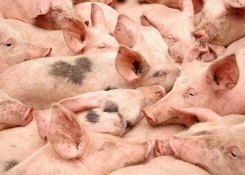 Молдова запретила импорт украинской свинины из-за чумы
