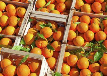 Россия снимет запрет на ввоз фруктов и овощей из Египта