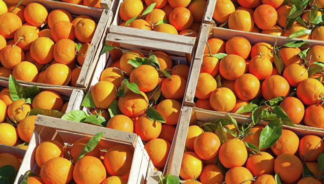 Россия снимет запрет на ввоз фруктов и овощей из Египта