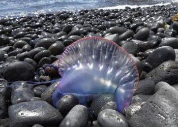 В Таиланде закроют пляжи из-за нашествия ядовитых физалий