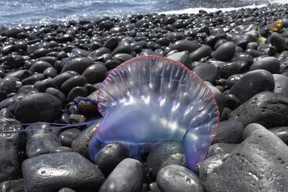 В Таиланде закроют пляжи из-за нашествия ядовитых физалий