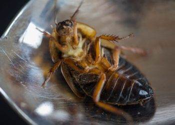 В Японии консервный завод остановился из-за тараканов