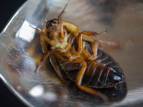В Японии консервный завод остановился из-за тараканов