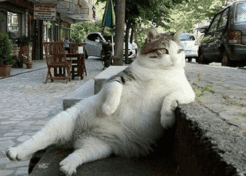 В Стамбуле установили памятник коту Томбили