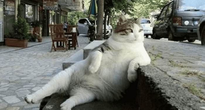 В Стамбуле установили памятник коту Томбили