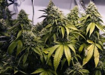 В Британии признали лечебные свойства конопли