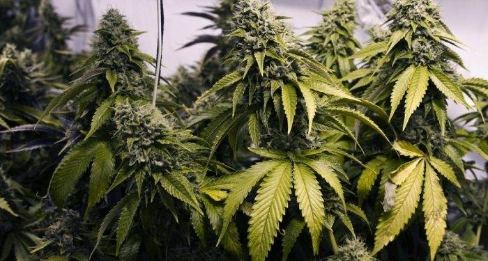 В Британии признали лечебные свойства конопли