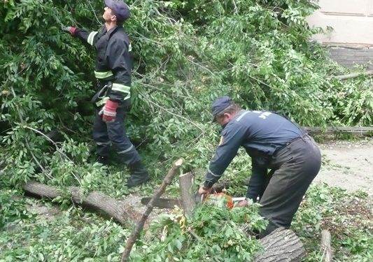 В Одессе упавшее от ветра дерево зажало в машине водителя